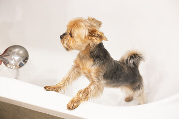 The Yorkshire Terrier is standing in a white bath before bathing after a walk, taking care of...