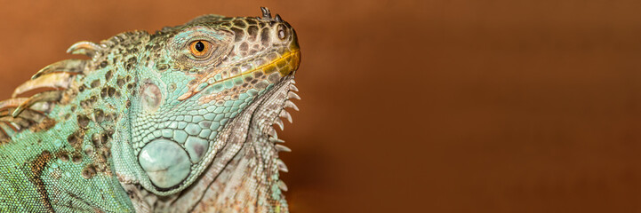 Bartagame