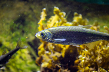 Close up of a fish in aquarium with blurred background