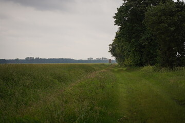 Green Summer Field Road Stretching Into the Distance