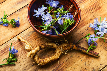 Chicory in herbal medicine,homeopathic herbs