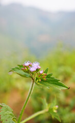 Billygoat weed branch with mauve flowers