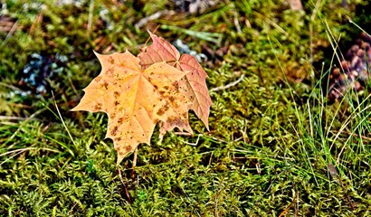 Autumn in a Latvian Forest in September