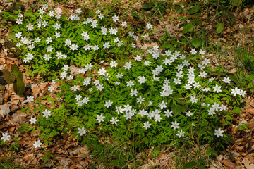 Obraz premium Buschwindröschen (Anemone nemorosa), Nationalpark Kellerwald-Edersee, Hessen, Deutschland, Europa