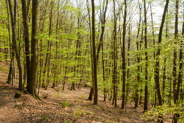 Buchen mit frischem Grün im Nationalpark Kellerwald-Edersee, Hessen, Deutschland, Europa
