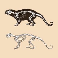 Fototapeta na wymiar Skeleton brazilian porcupine vector illustration
