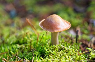 Fototapeta premium Wild Mushrooms Growing on a Forest Floor in Autumn in Latvia