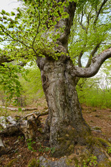 Knorrige Buche (Fagus), Hutewald Halloh, Naturpark Kellerwald, Hessen, Deutschland, Europa