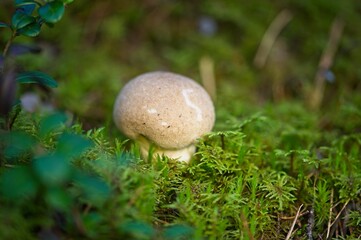 Wild Mushrooms Growing on a Forest Floor in Autumn in Latvia