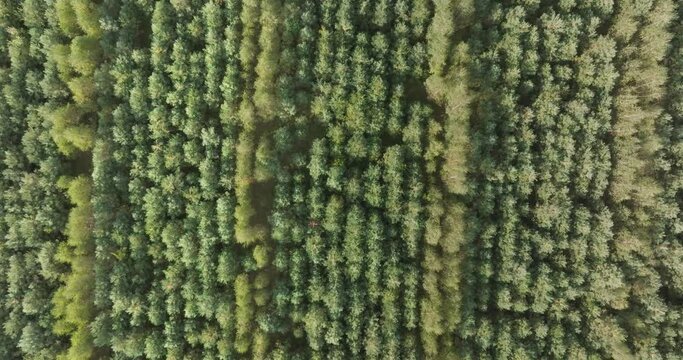 flight over the crowns of a young pine forest
