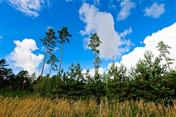 Obraz premium Autumn in a Latvian Forest in September