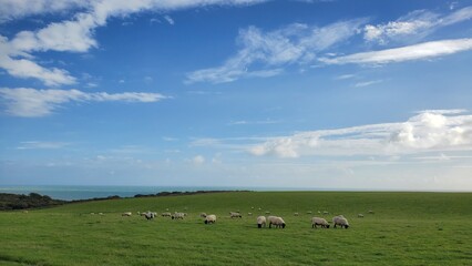 Obraz premium herd of sheep