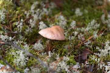 Wild Mushrooms Growing on a Forest Floor in Autumn in Latvia