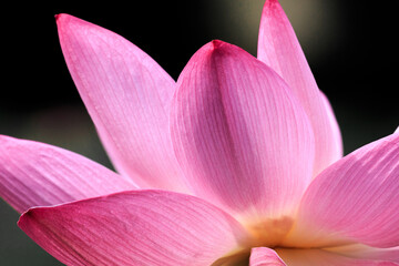 Fototapeta premium 北海道安平町、花びらのグラデーションとラインが美しい蓮の花【8月】