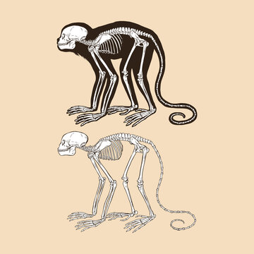 Skeleton Golden Headed Lion Tamarin Vector Illustration Animal