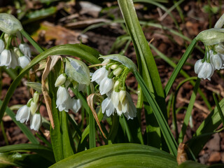 Close-up shot of the few-flowered garlic or few-flowered leek (Allium paradoxum) flowering with small white flowers
