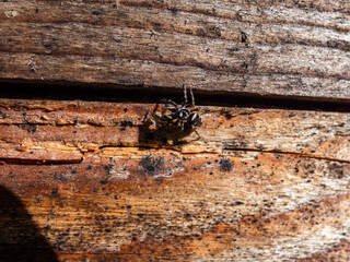 Close-up shot ot the zebra jumping spider (Salticus scenicus) with vivid black-and-white colouration