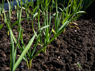 View of vegetable bed with green onions and chives growing in the garden. The concept of agriculture, vegetable garden