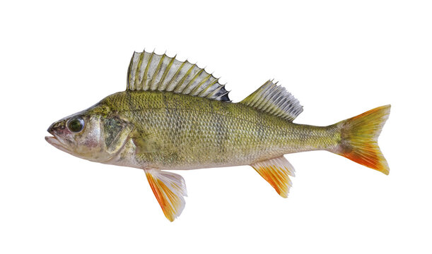 Fish  perch, isolated on a white background. Predatory freshwater fish. chilled  perch