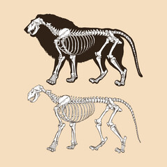 Skeleton lion vector illustration animal - obrazy, fototapety, plakaty