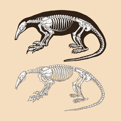 Fototapeta na wymiar Skeleton northern tamandua vector illustration animal