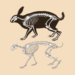 Fototapeta na wymiar Skeleton rabbit vector illustration animal