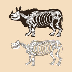 Fototapeta na wymiar Skeleton rhino vector illustration animal