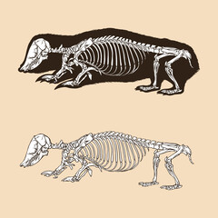 Fototapeta na wymiar Skeleton southern marsupia mole vector illustration animal