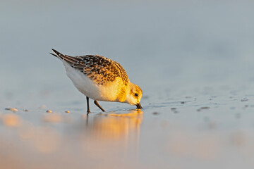 Sanderling (Calidris alba) foraging lit by the morning sun on the beach.
