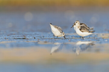 Sanderling (Calidris alba) foraging lit by the morning sun on the beach.