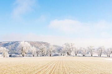 Winter landscape with a group of frozen and snowy trees on a sunny day in the countryside of...