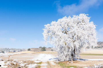 Winter landscape with a frozen and snowy tree on a sunny day in the countryside of Valladolid, Castilla y León, Spain