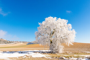 Winter landscape with a frozen and snowy tree on a sunny day in the countryside of Valladolid, Castilla y León, Spain