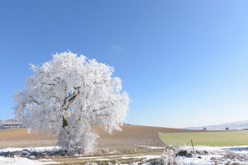 Winter landscape with a frozen and snowy tree on a sunny day in the countryside of Valladolid, Castilla y León, Spain