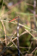 A red dragonfly in a paddy rice field just after harvest