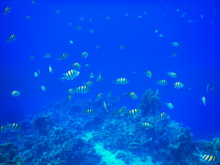 Fototapeta na wymiar thousand of little indopazific sergeant fish in blue water during snorkeling