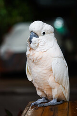 portrait of a white parrot
