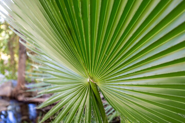 Obraz na płótnie Canvas Palm tree leaf close up