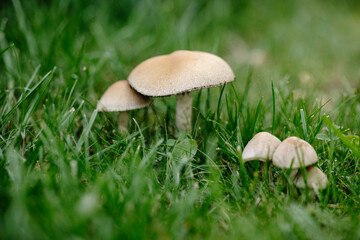 mushrooms in the grass