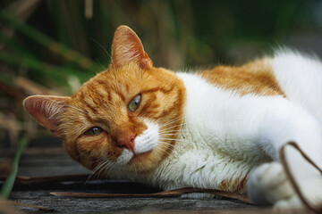 rudy kot na pomoście wśród traw - obrazy, fototapety, plakaty