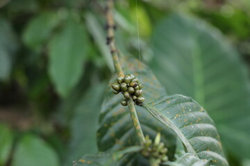 coffee fruit plants