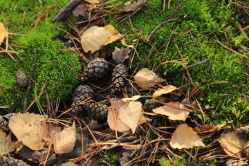 Cones, fallen leaves and pine needles lie on moss in the autumn coniferous forest.