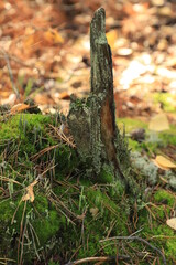 Moss, fallen leaves and pine needles on a stump in an autumn coniferous forest.