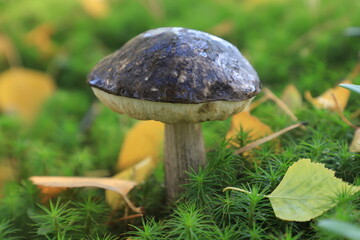 A large mushroom with a white stem and a black hat grows among bright green moss and fallen leaves in an autumn pine forest.