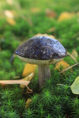 A large mushroom with a white stem and a black hat grows among bright green moss and fallen leaves in an autumn pine forest.