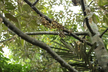 durian fruit that grows