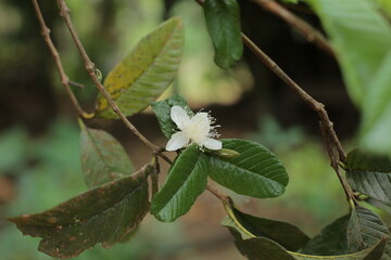 pure white guava flowers, and green and fresh leaves