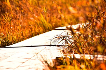 Holzweg im Herbst © rei