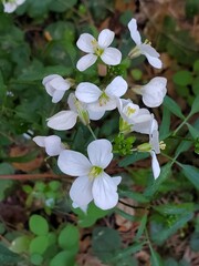 flowers in the garden