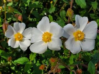 white and yellow flowers